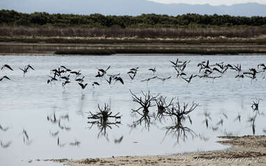 A flock of birds scared by a passing truck in a reserve along the East Coast Road, Whakatiwai